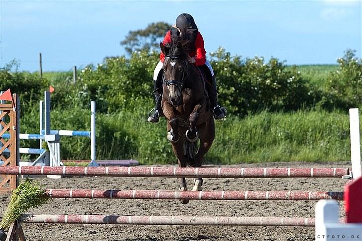Anden særlig race Bailey - LA i SYK først uplaceret billede 13