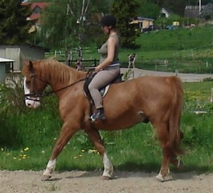 Frederiksborg Mads (rip) billede 3