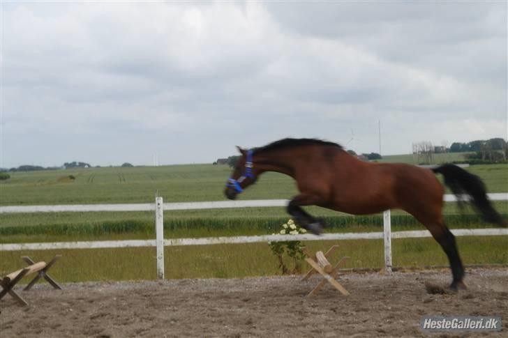 Dansk Varmblod Donna - Sommer 2008 Hillerslev billede 2