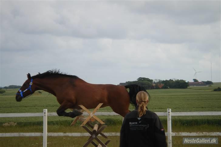 Dansk Varmblod Donna - Sommer 2008 Hillerslev billede 3