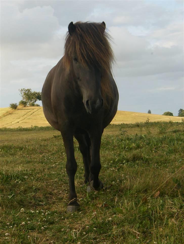 Islænder Faxi  - Elsker det billede billede 12