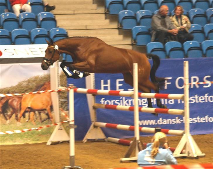 Dansk Varmblod San Greal H - eliteskue 2008 billede 16