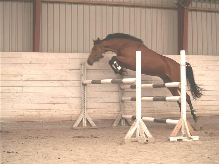 Dansk Varmblod San Greal H billede 18