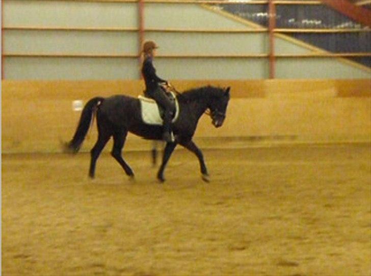 Anden særlig race Stella (solgt) - [8] Dressur 2011.  billede 8