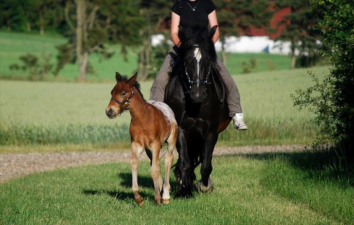 Anden særlig race Pippi - På tur det nye sted. En lille trav billede 8