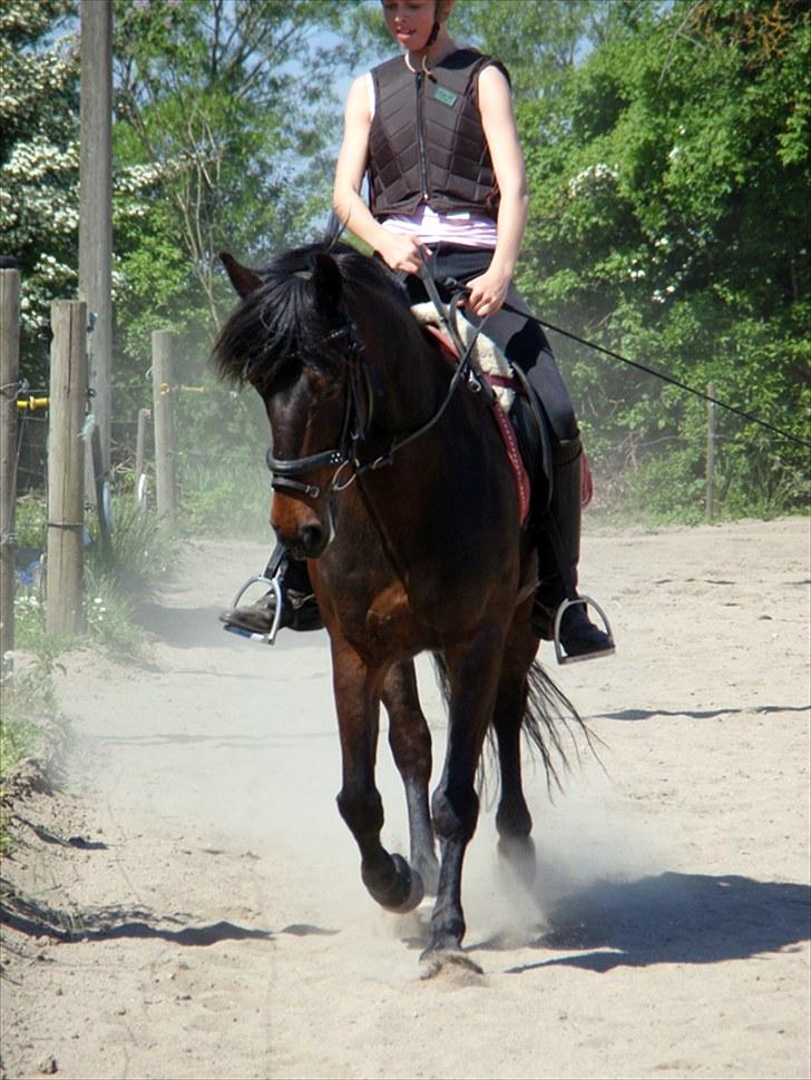 Anden særlig race Stella (solgt) - [9] 5 juni ´10. Foto: jus billede 9