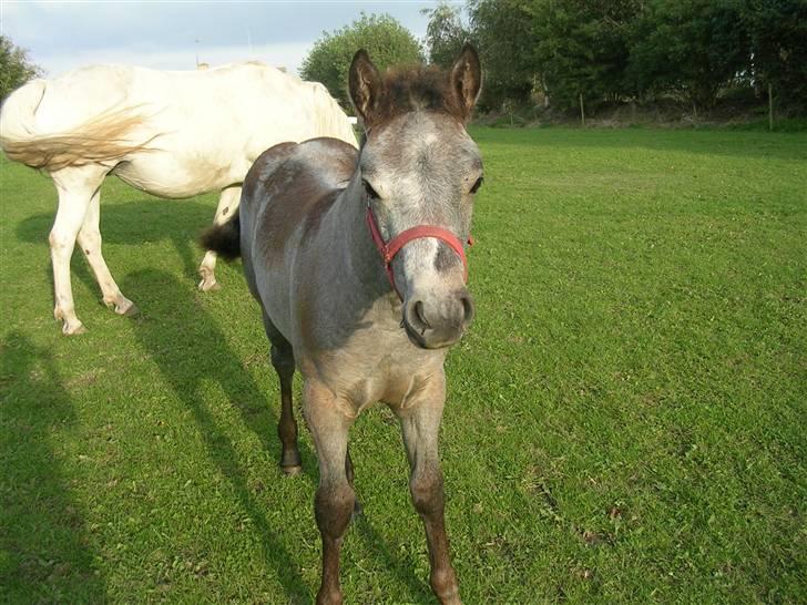 Connemara Ravnsholts Ca’deaú-R.I.P billede 1
