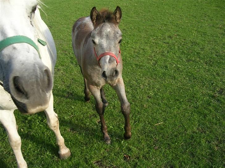 Connemara Ravnsholts Ca’deaú-R.I.P billede 2