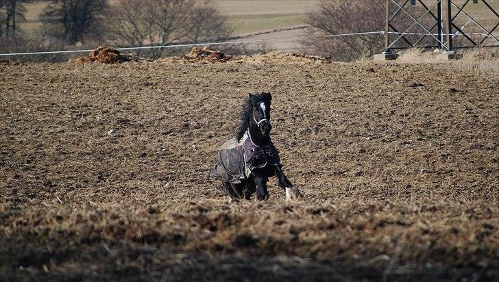 Anden særlig race Pippi - Fuld fart på folden billede 10