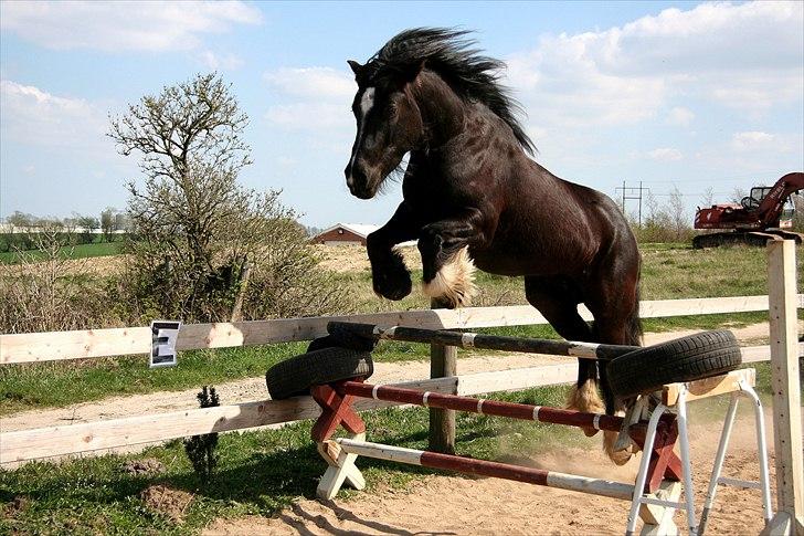 Anden særlig race Pippi - Springer 100 cm. Det er ingen sag for Pippi! Vi havde ikke mulighed for mere højde. Som I kan se er  springet ret primitivt. billede 11