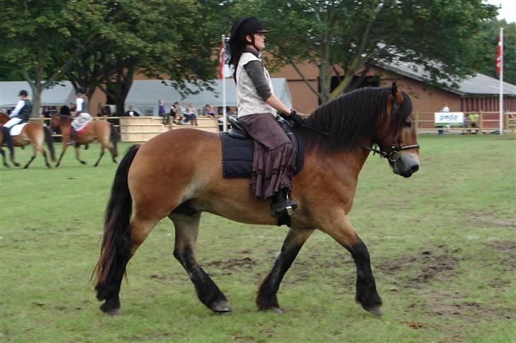 Nordsvensk Skovhest Herkules (Solgt) billede 17