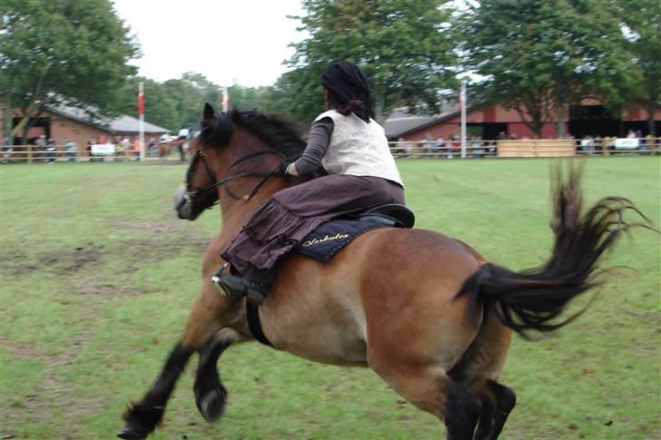 Nordsvensk Skovhest Herkules (Solgt) billede 19