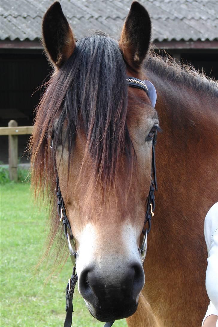 Nordsvensk Skovhest Herkules (Solgt) billede 20