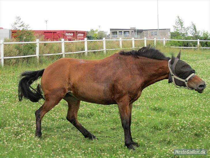 Anden særlig race Beauty SOLGT - Lige været nede og rulle sig xD Foto: Heidi Skovgaard billede 10