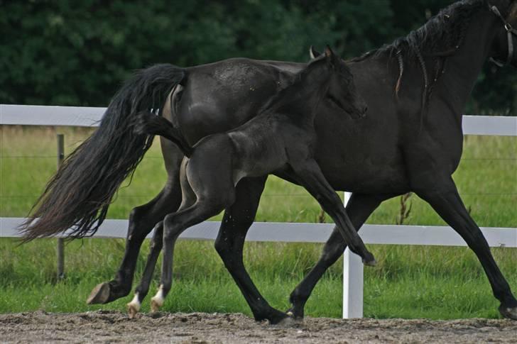 Tennessee Walker Beech Blue Spirit billede 3