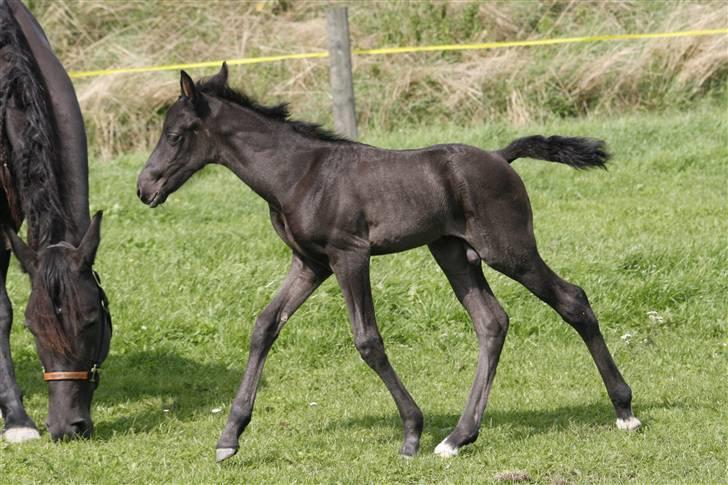 Tennessee Walker Beech Blue Spirit billede 5