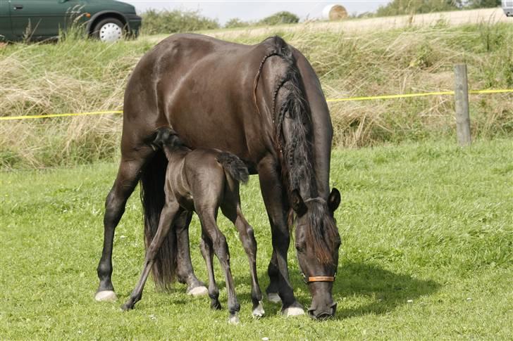 Tennessee Walker Beech Blue Spirit billede 6