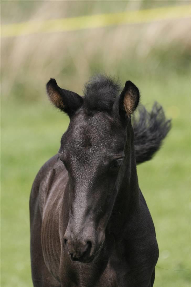 Tennessee Walker Beech Blue Spirit billede 7