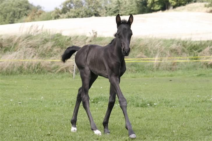 Tennessee Walker Beech Blue Spirit billede 8