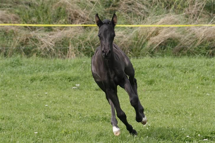 Tennessee Walker Beech Blue Spirit billede 10