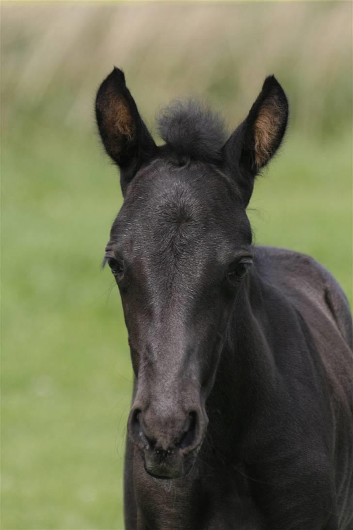 Tennessee Walker Beech Blue Spirit billede 11