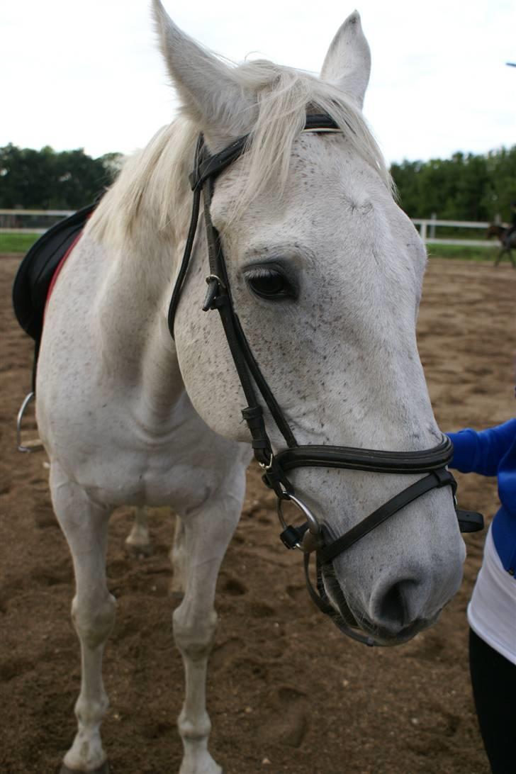 Anden særlig race Sølvstenens Sheik *solgt* - Farvel og tak fordi du kikkede forbi min profil ;o) billede 15