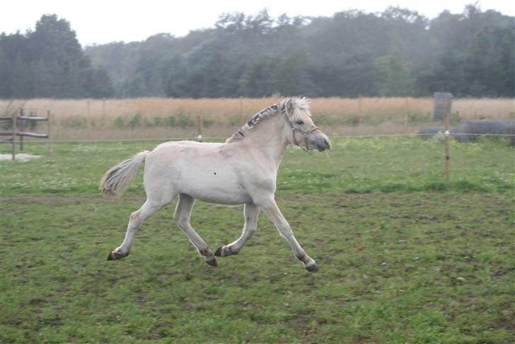 Fjordhest Mosegårdens FrøkenF billede 18