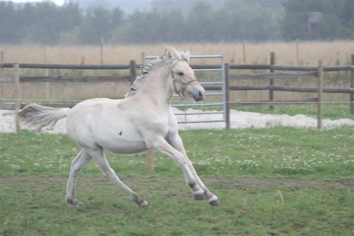 Fjordhest Mosegårdens FrøkenF billede 19