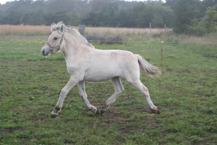 Fjordhest Mosegårdens FrøkenF billede 20
