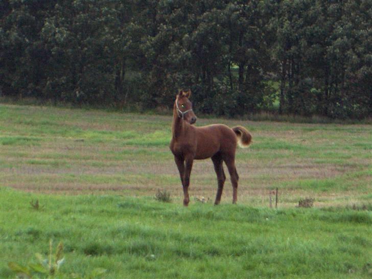 Dansk Varmblod Duelund´s Dirigent billede 17