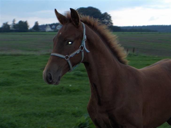 Dansk Varmblod Duelund´s Dirigent billede 18