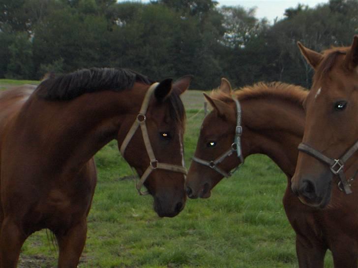 Dansk Varmblod Duelund´s Dirigent billede 19