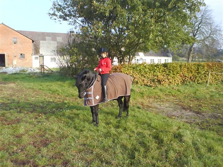 New Forest Vesterhedegård's Arak - hygge dag billede 2