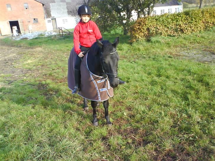 New Forest Vesterhedegård's Arak - hygge dag billede 3