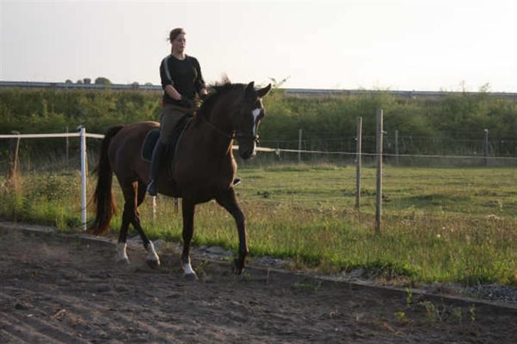 Dansk Varmblod Gredstedgårds Campari billede 11