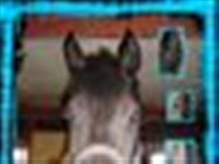 New Forest Vesterhedegård's Arak - Arak billede 5