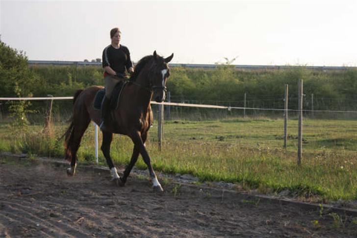 Dansk Varmblod Gredstedgårds Campari billede 12