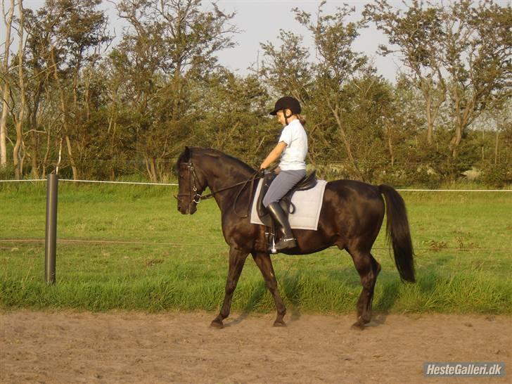 New Forest Vesterhedegård's Arak - skridt billede 7