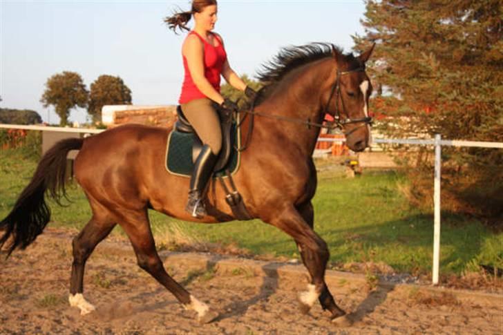 Dansk Varmblod Gredstedgårds Campari billede 13