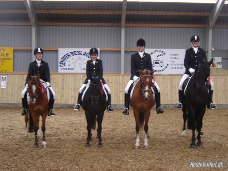 New Forest Vesterhedegård's Arak - Fre venstre Lisa - kenzo - Christina - Arak-pernille - sussi- helle -sorte vinder af ottersbøl cup 2007 billede 9