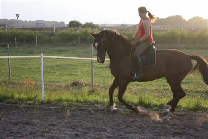 Dansk Varmblod Gredstedgårds Campari billede 14