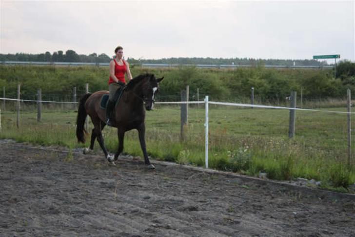 Dansk Varmblod Gredstedgårds Campari billede 15