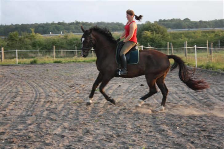 Dansk Varmblod Gredstedgårds Campari billede 16