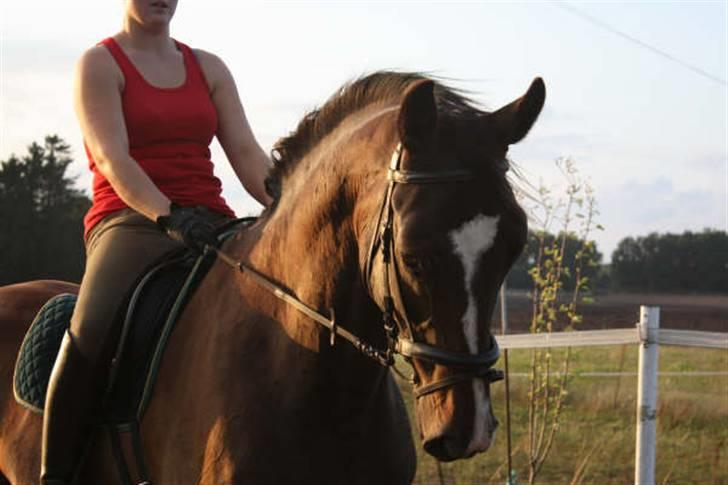 Dansk Varmblod Gredstedgårds Campari billede 17