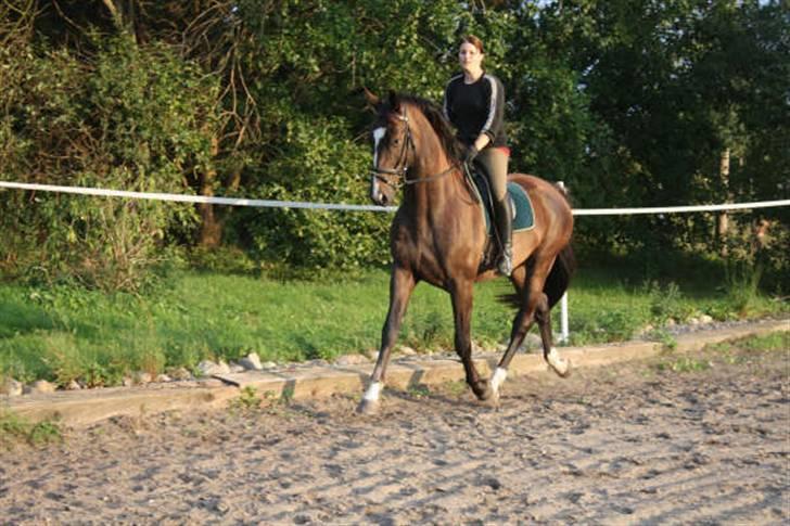 Dansk Varmblod Gredstedgårds Campari billede 18