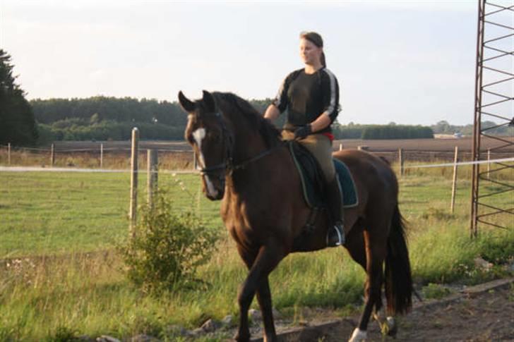 Dansk Varmblod Gredstedgårds Campari billede 19