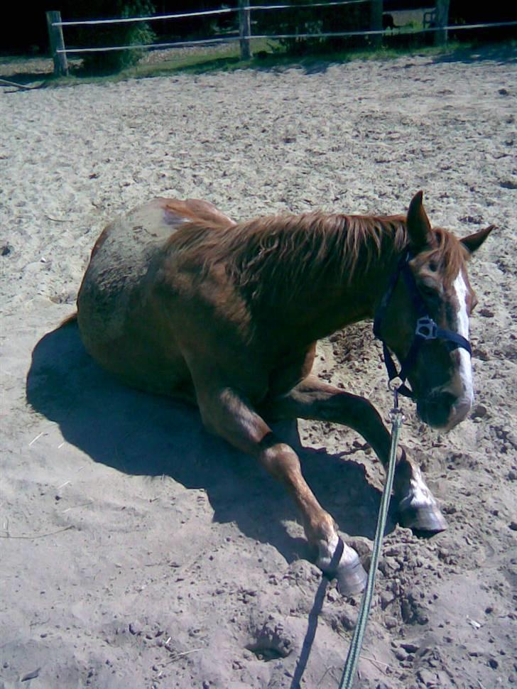 Anden særlig race Emma (R.I.P D':) - En rulletur på ridebanen efter sit bad ;) Fotograf: Moi ;D billede 1