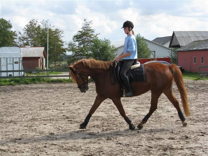 Anden særlig race Sweet Sunshine EFTERLYSES - mig og Sun fotograf: janni (ejer) uhh hun går fiint<3 billede 9