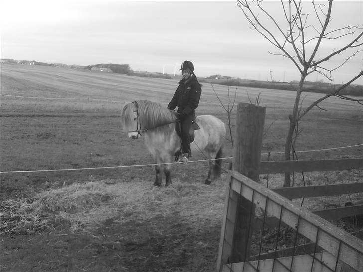 Islænder Frigg fra Donstedet (: <3 - Foto : Nanna P billede 9