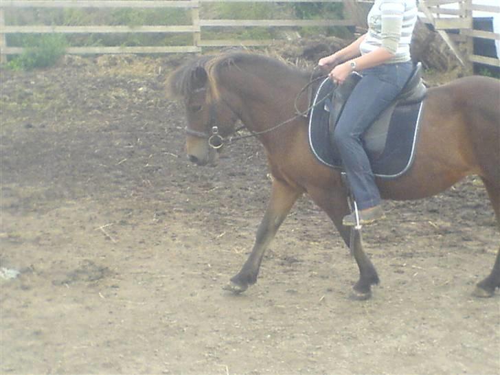 Islænder Náttfreyja f. Dyssemosen - Himmelhest billede 10